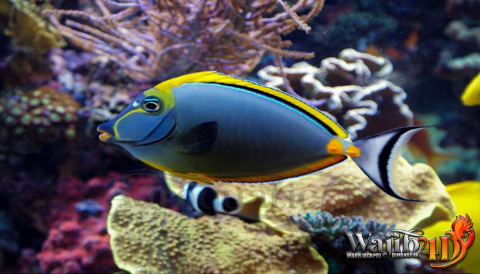 Pelajari Lebih Detail Tentang Ikan Blue Tang
