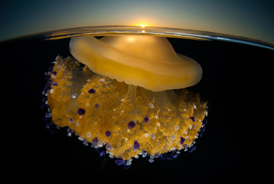 Ganadores del concurso de National Geographic 2011