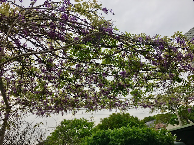 wisteria blossom, hsinchu, taiwan