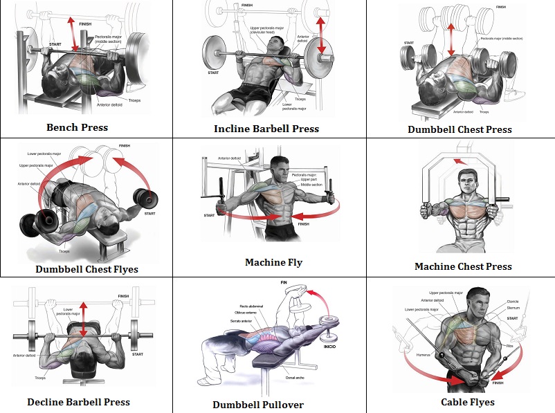 Best Workout Chest Routine  Exercise Your Chest Once a Week  allbodybuilding.com