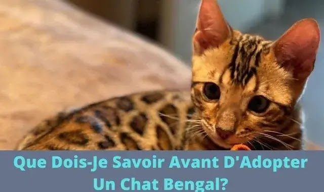 Que Dois-Je Savoir Avant D'Adopter Un Chat Bengal?