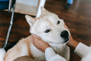 Most dangerous dog breeds