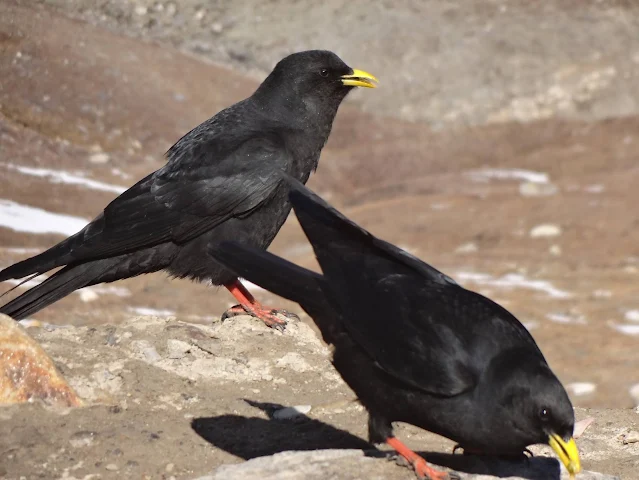 crow flying, crow eyes, well crow, crow, pet crow, raven and crow, raven crow, crow nest, baby crow, american crow, smart crow, crow for sale, crow white,