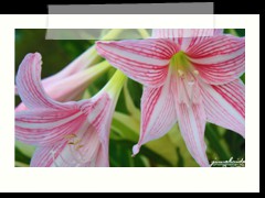 beautiful garden flower at My Little Island Hotel
