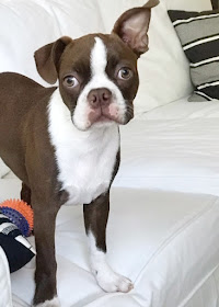 Boston Terrier Kirby