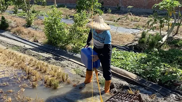 免燒稻草製造空汙 彰化縣環保局：稻草腐化菌有補助