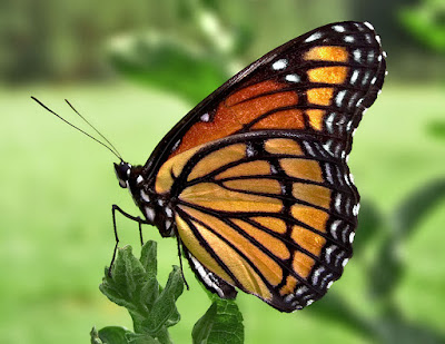 Monarch butterfly resting on stem