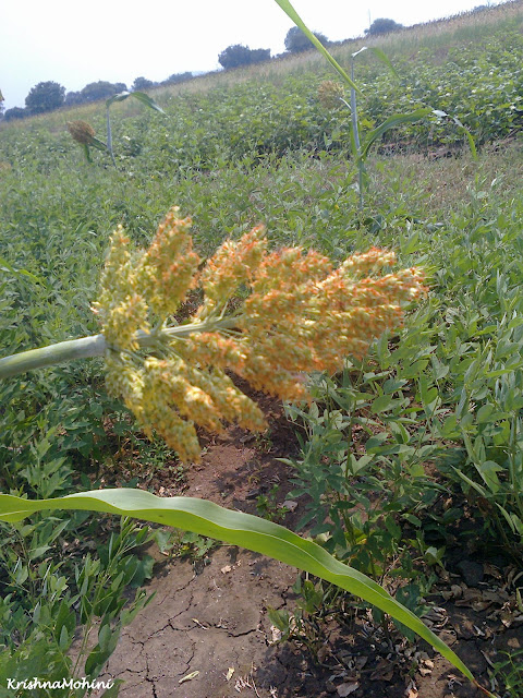 Image: Young crop before harvest