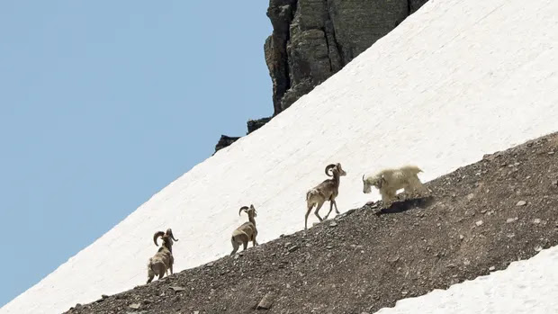 At a high-elevation snow patch in Glacier National Park, a mountain goat approaches three bighorn rams. Forest P Hayes Photograph
