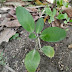 পাথরকুচি (Bryophyllum pinnatum)