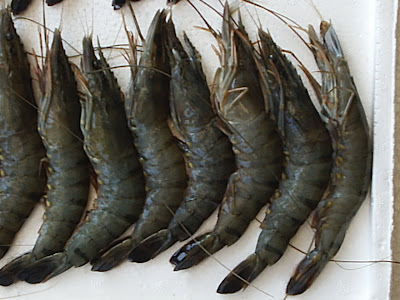 udang