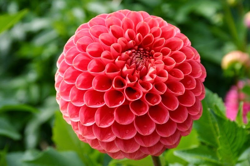 dahlia dahlia