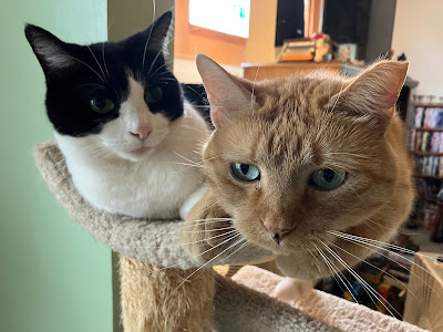 two cats sharing one level of cat tree