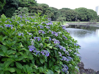 hydrangea in hama-rikyu gardens