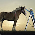 World Smallest Horse And Tallest Horse Pictures