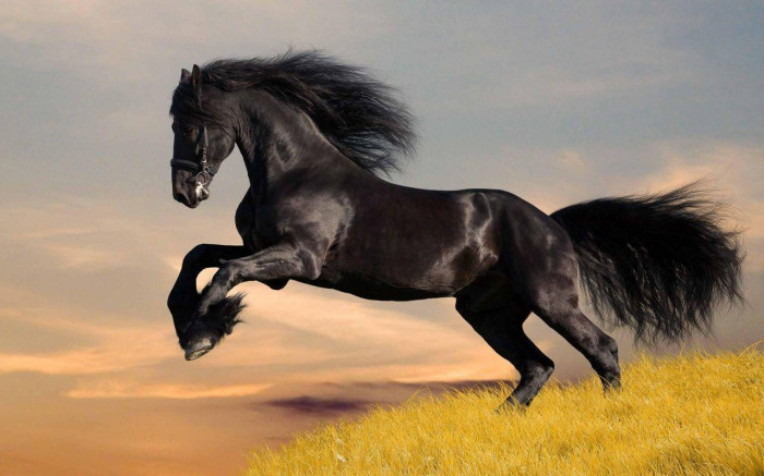 خلفيات HD الحصان الأسود