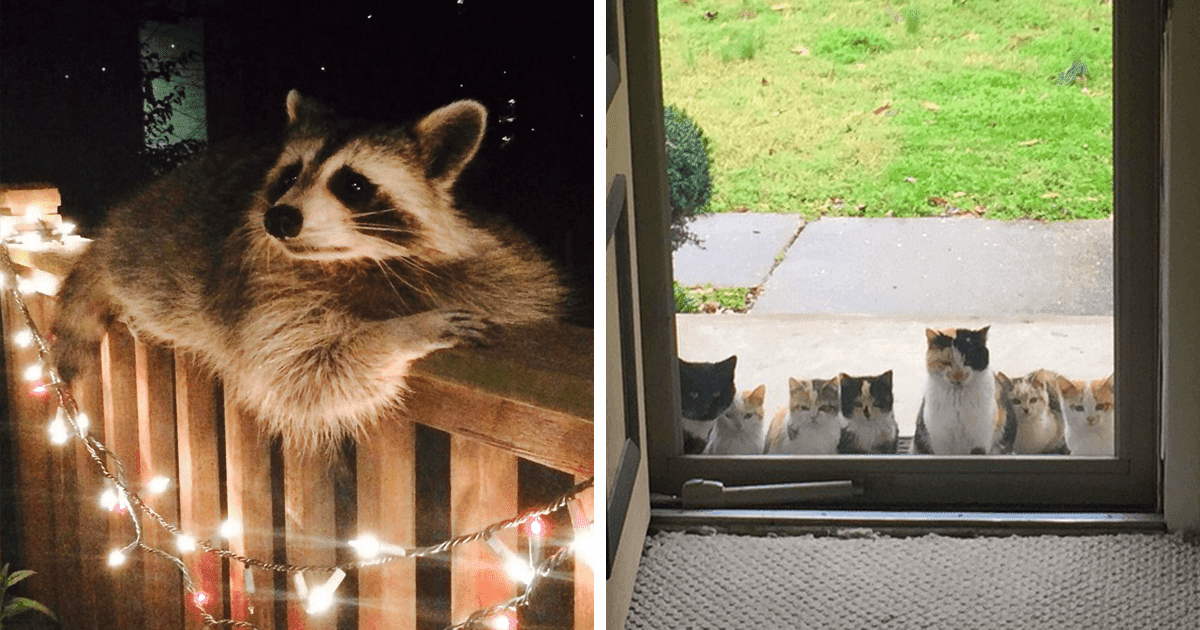 40 Sweet Pictures Of Animals Saying 'Hi' That Will Make You Grin From Ear to Ear!