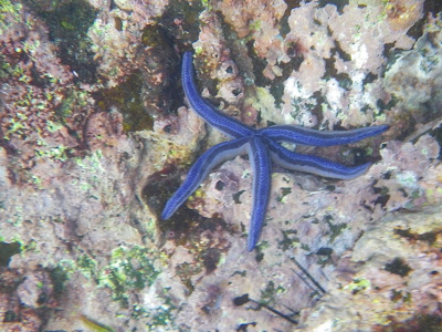 Galapagos snorkeling 