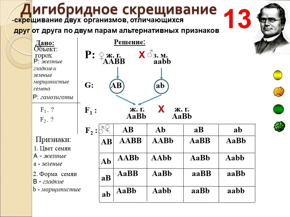 Как решать дигибридное скрещивание. Задачи по генетике на дигибридное скрещивание 10 класс. Дигибридное скрещивание гетерозигот. Задачи на дигибридное скрещивание 10 класс. Дигибридное скрещивание задачи с решением 9.