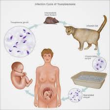 Pengobatan Penyakit Toxoplasma