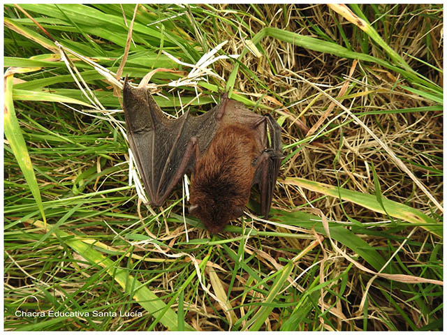 Murciélago en el pasto -Chacra Educativa Santa Lucía