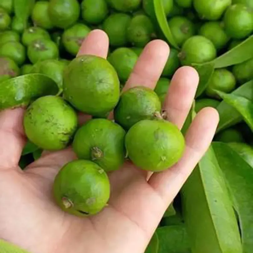 Sầu rừng cạo vỏ hút chân không