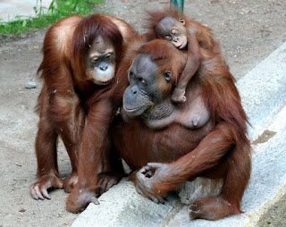 Orangutans