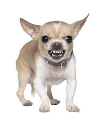 biting chihuaha