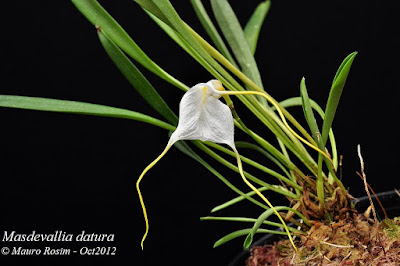 Masdevallia datura care and culture