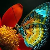 butterflies (12).jpg