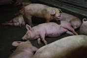 China Remehkan Ancaman Flu Babi Baru Dengan Potensi Pandemi