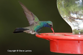 Broad Billed Hummingbird (Male)