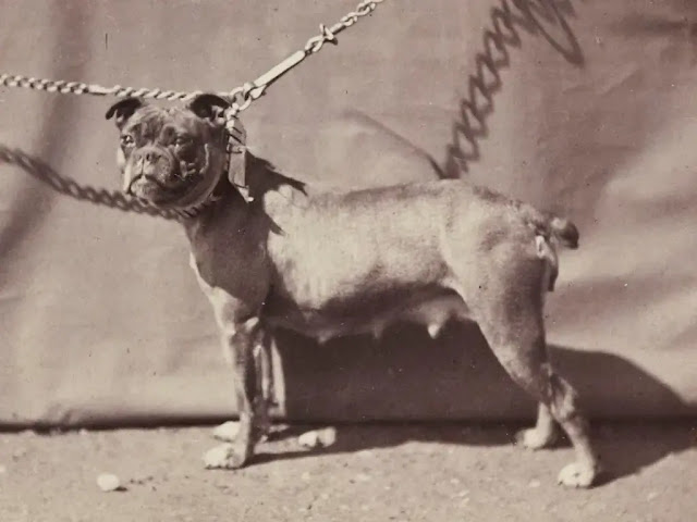 Cachorro Old English Bulldog