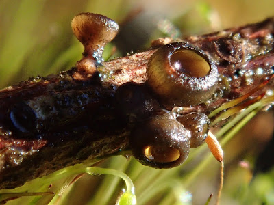  grzyby 2020, grzyby w marcu, grzyby wiosenne, Helvella leucomelaena, Pseudoplectania, baziówka jodłowa, orzechówka wiązkowa, rozszczepka kloszowa, gwiazdosz potrójny