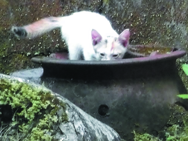 Foto Foto Anak Kucing Lucu di Luar Jendela Kamar Kost Gue 