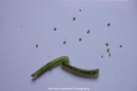 Crotalaria Mucronata Opened Seed Pod - March 4, 2019