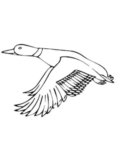 Cute Duck Migration Coloring Pages Animals