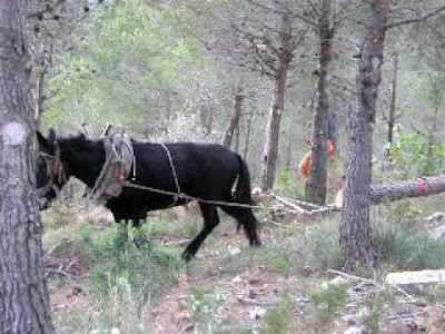 Rossegadós, mula, macho, arrossegá, fusta