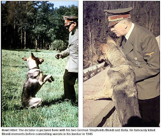 コーギーと英字新聞 ナチスが行った常軌を逸した犬の実験