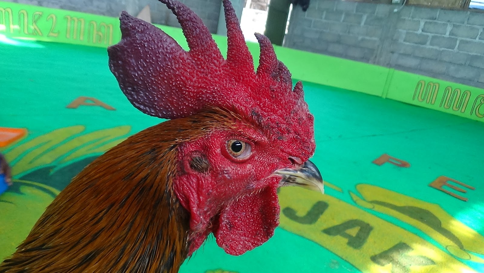 Ayam Petarung Jogjakarta: ORY SOLAH LARI ANAK MATAHARI 