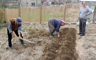 Usmivka digs, The Little Lady plants. We watch