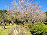 Cerejeiras Templo Kinkaku-ji em Itapecerica da Serra