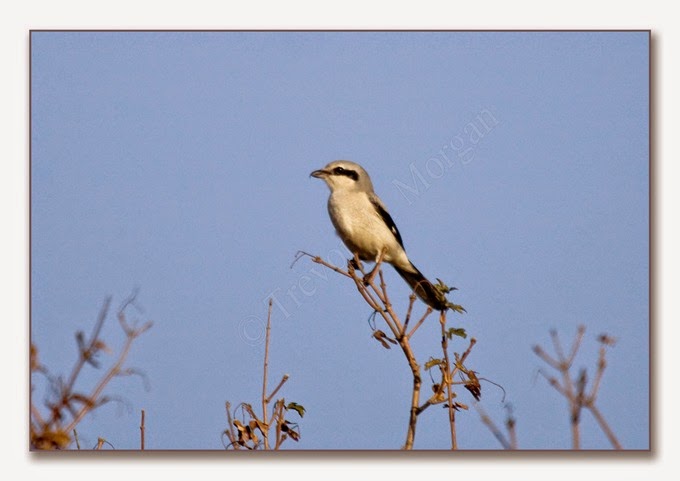 Local Birds 2  G G Shrike 2  