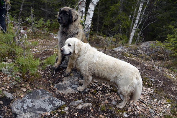 golden retreiver leonberger