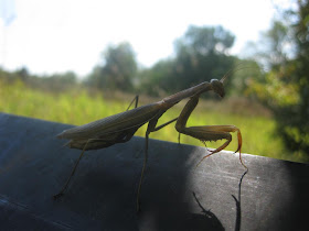 praying mantis, close up, arms