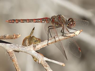 Variegated Meadohwawk Male