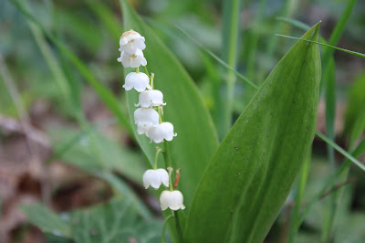 Lelietje-Van-Dalen - Maaieklokje - Convallaria majalis