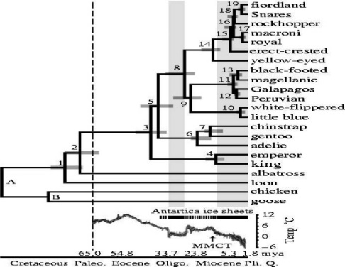 Chronogram of penguin diversification. Nodes A and B indicate 104 and 90 myr 