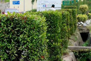 Bulbul Nesting Tree