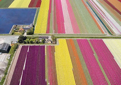 [Tulip+Fields+(4).jpg]